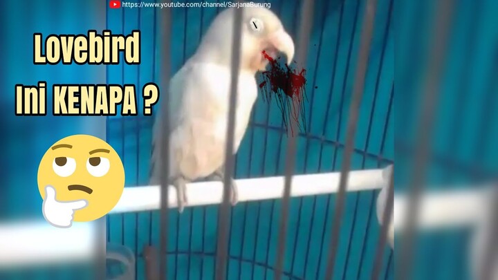 Lovebird Ini KENAPA ?? Ternyata ...