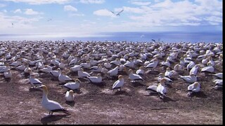 Wild life . test video #short