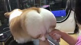 what would happen if you grabbed a corgi by the hind legs