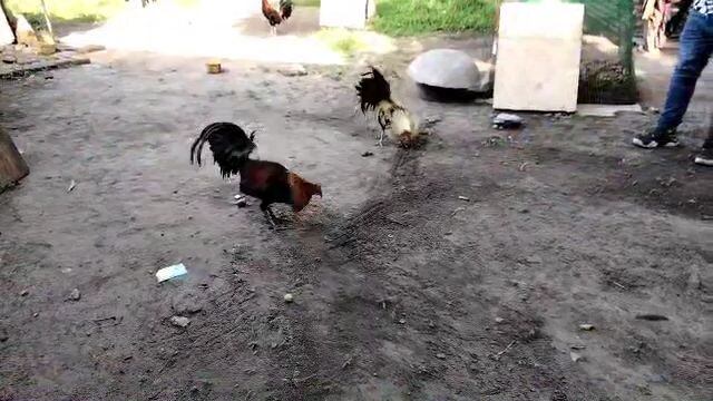 papawis lng cno gosto nyo jan