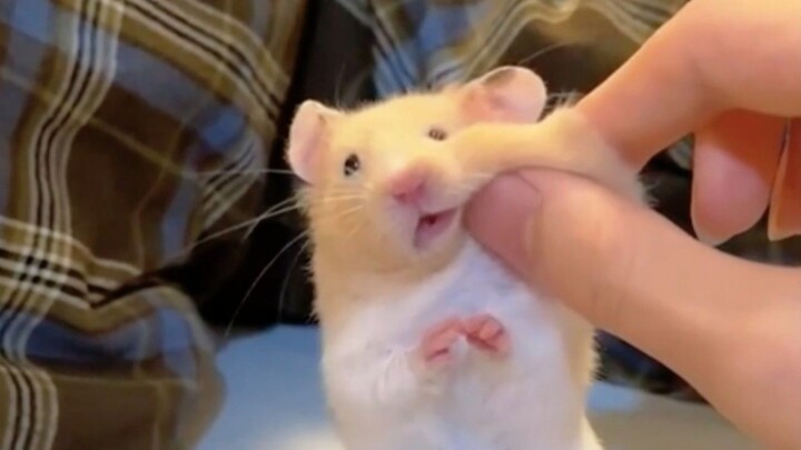 หนูแฮมสเตอร์ตัวน้อยน่ารัก~~
