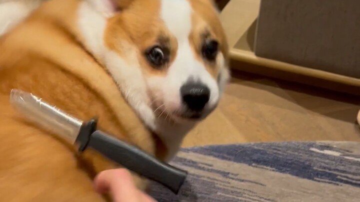 Corgi จะมีปฏิกิริยาอย่างไรเมื่อฉันแทงสุนัขด้วยมีดของเล่น?