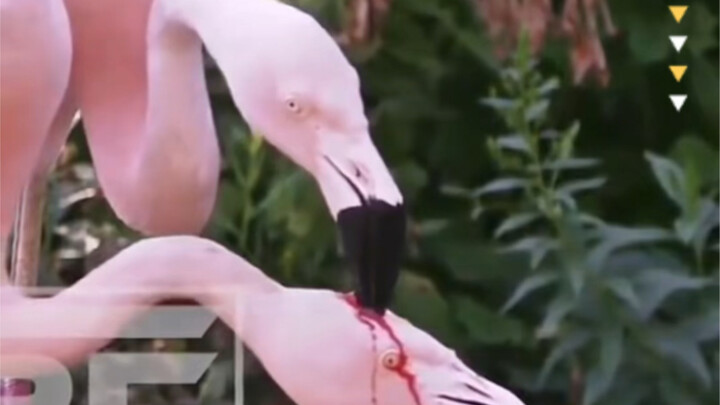 Memberi Makan Flamingo