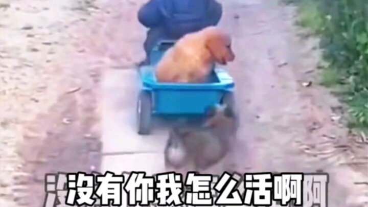 Yến Tử ơi, không có em thì anh làm sao sống nổi! Nhưng mà đây là phiên bản chó con đó.