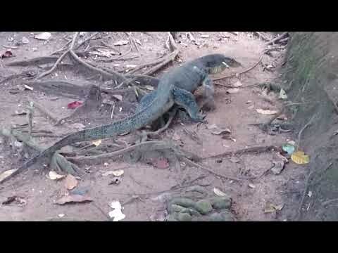 Biawak air | Taman Nasional Bukit Barisan Selatan