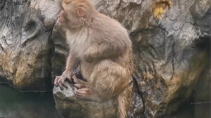 曾经叱咤南理工大的“大师兄”，猴哥你也有今天啊！#猴子