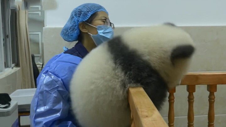 Ji Xiao escapes the enclosure. Her fans: Mom listen to me. The photographer made me do it！