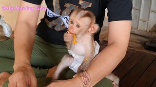 WOW! Small Baby Liheang Look So Much Like To Eat Orange Fruit With Brother Lion