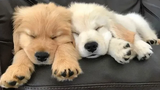 Funniest & Cutest Golden Retriever Puppies 21 - Funny Puppy Videos 2019