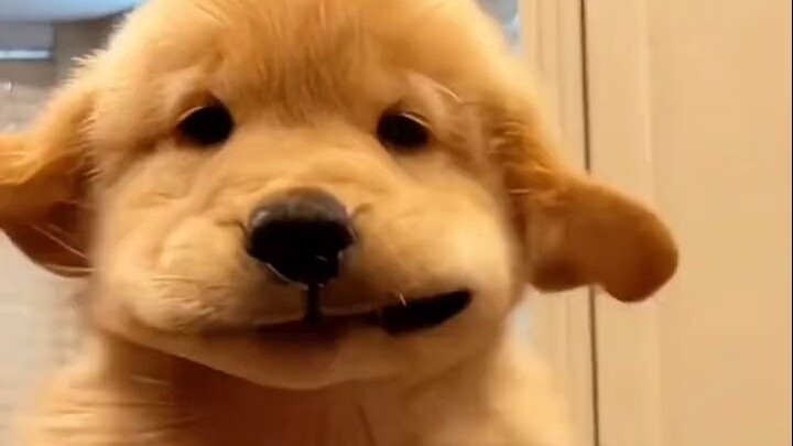 Silly puppy, tag the little goofball so they can see it~