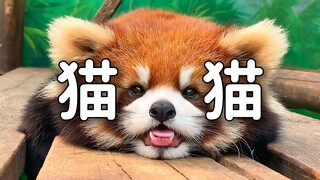 Reddish-brown fur and a small round face, more than just a little cute