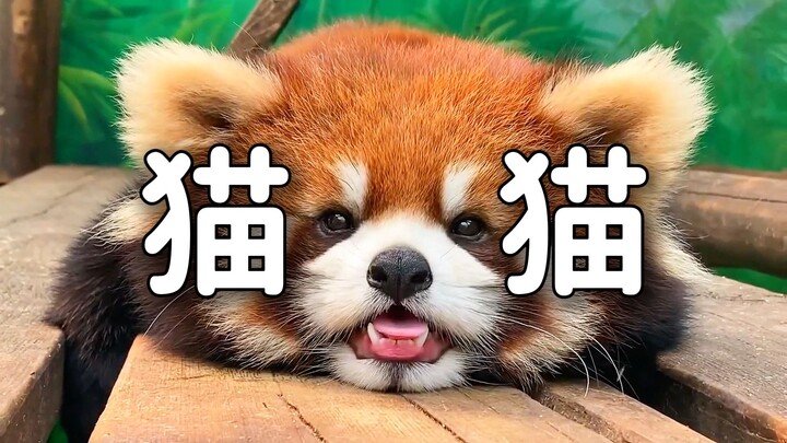 《红褐皮毛小圆脸，可爱不止一点点》