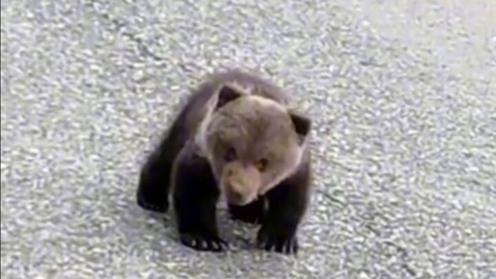 Menemukan bayi beruang cokelat di pinggir jalan