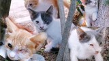 This Kitten Are Getting Blind / Abandoned Families Of Cat