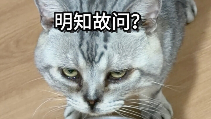 I feel like my cat is about to talk.