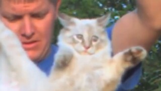 Apakah kucing yang membuat serial TV itu masih hidup?