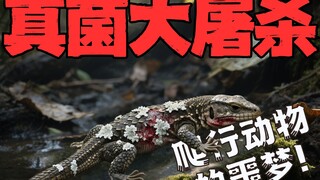 Why were mammals able to defeat reptiles?