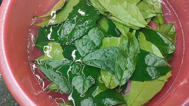 Bài thuốc chữa mụn từ lá xạ đen