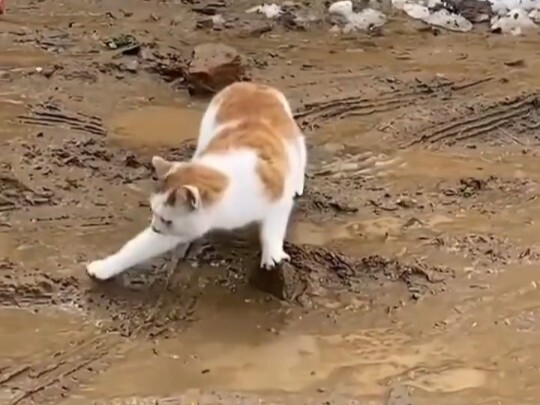 When a cleanliness-obsessed kitten walks on a muddy path: