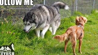 Calm Husky สอน Hyper Puppy และพูดคุยกับเธอ!