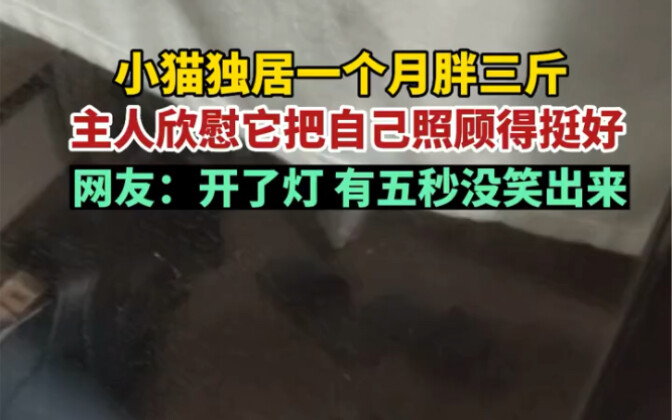 แมวน้อยอยู่ตัวเดียวหนึ่งเดือนน้ำหนักขึ้นสามชั่ง!