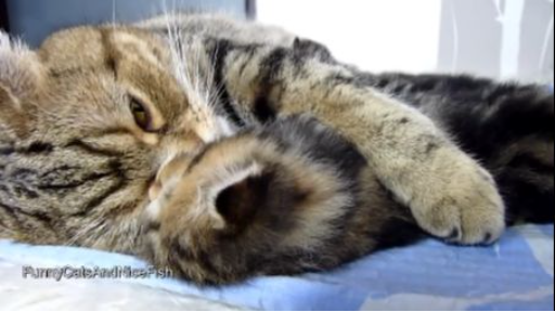 Mom Cat talking to her Cute Meowing Kittens | Generation "P"