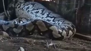 هذا الشيء كبير جدًا، الحبل لن يستطيع تثبيته!