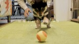 Little Shiba Inu shivers when the owner is hovering the floor