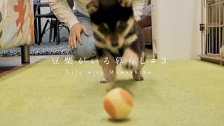 Chủ nhân hút bụi, chú cún nhỏ sợ mình bị hút đi theo, run cầm cập!