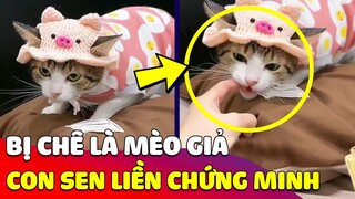 Cô gái dành cả 'THANH XUÂN' để chứng minh Hoàng Thượng không phải là 'MÈO GIẢ' 😂 Gâu Đần