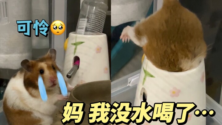 Tentang saya yang lupa mengisi air untuk si tikus, hingga dia sampai panik masuk ke dalam termos