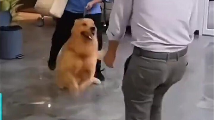Setiap anjing menyambut tuannya dengan cara yang berbeda.