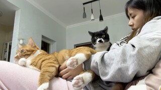 有奶有牛才是真正的奶牛猫