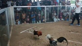 2nd fight using boston round head broodcock