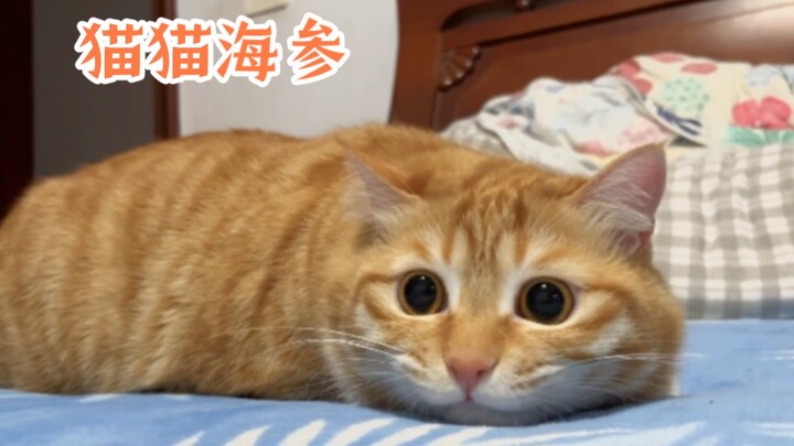 “Who could possibly resist a whole chunk of cat-shaped sea cucumber?”