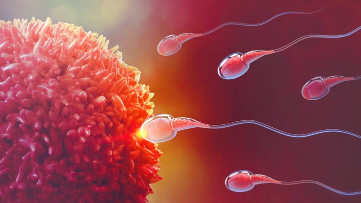 The Fertilization Process of Sperm and Egg