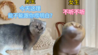情侣猫猫吵架全过程