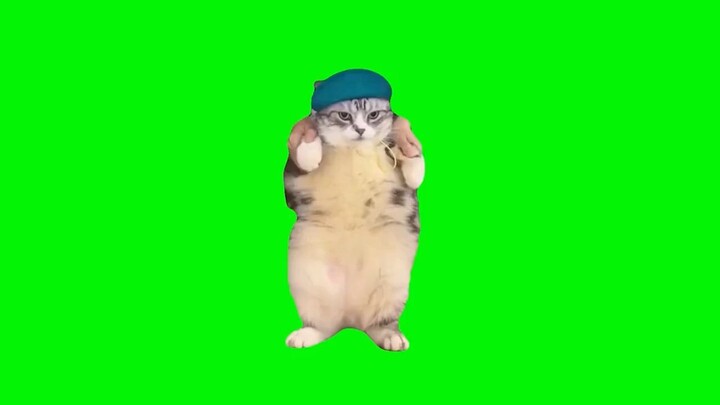 Cat Dances to Girlfriend  Green Screen