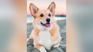 Tính cách Corgi nhaaa! thucung chó_cưng chó thucungvuinhon thucungdethuong pet kcbweb corgi