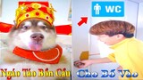 Thú Cưng TV | Dương KC Pets | Ngáo Husky Troll Bố #25 | chó thông minh vui nhộn funny cute smart dog