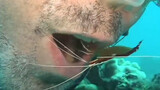 潜水员张开嘴巴让清洁虾帮忙清洁牙齿