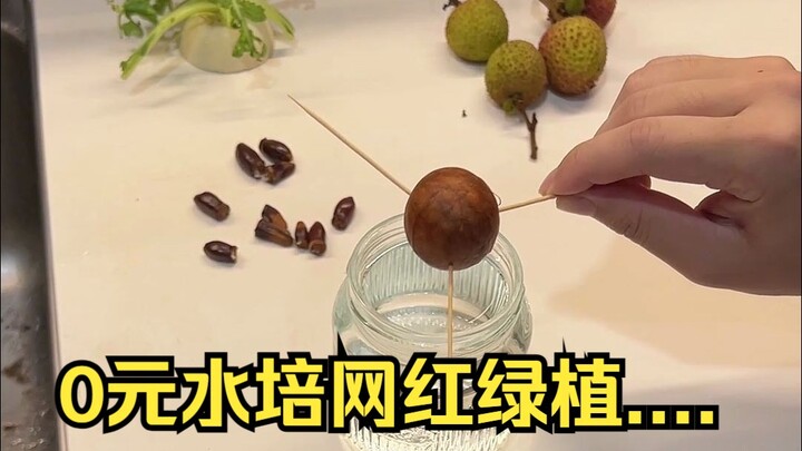 ผลไม้และผักที่เหลือจากมื้ออาหารอย่าเพิ่งทิ้ง นำมาปลูกในน้ำเพื่อเพิ่มความสุขให้กับบ้านได้! #พืช #การป