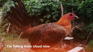 FAVORITE ROOSTER