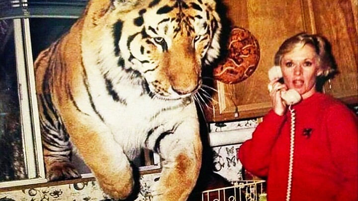 مختارات من مقاطع الفيديو الممتعة من الخارج، بعد مشاهدتها تشعر أن العالم بأكمله مليء بالبهجة! #106