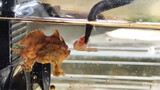 [Hewan]Apa reaksi angelfish saat aku memberinya makan?