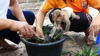 Super Cute! Little boy Maki Very good boy help mom​ And grandpa Growing crops In evening​ Before bed