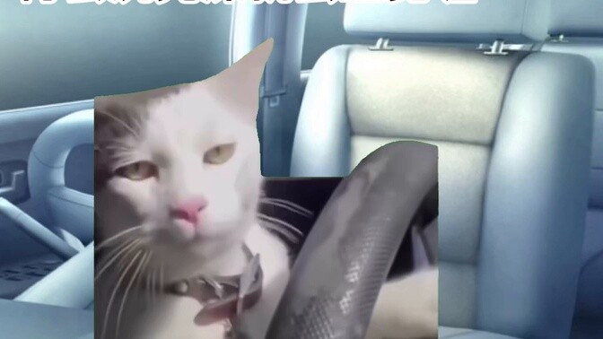 【Cat meme】About the incident where I was kidnapped by my own father