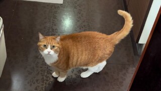 Ada di sana? Mau main sebentar denganku?