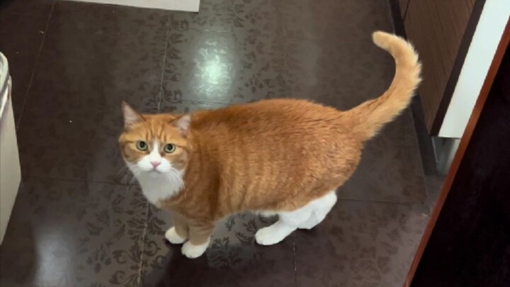 Ada di sana? Mau main sebentar denganku?