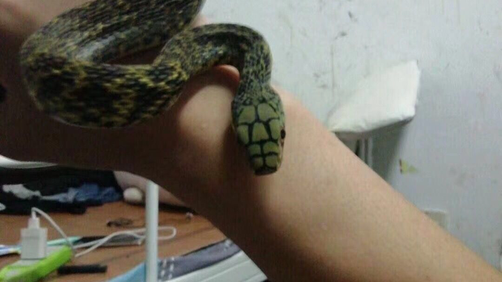 อย่าเล่นกับงูสิ พี่น้อง!